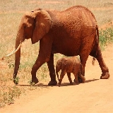 Animals Jigsaw Puzzle - Elephants