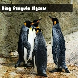 King Penguin Jigsaw