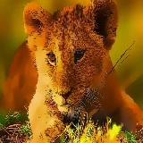 Wild Baby Animals Jigsaw